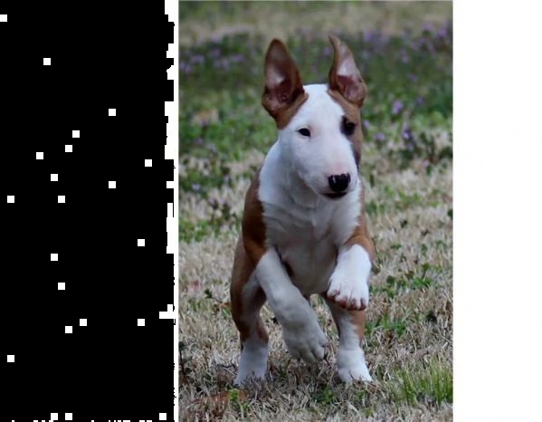 Vendita Bull Terrier Da Privato A Crotone Cucciolo Di Bull Terrier Miniatura Maschio E Femmina