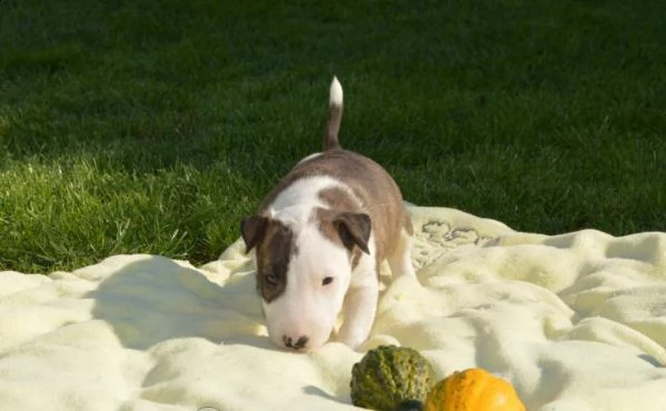 Cuccioli Di Bull Terrier Miniature 7