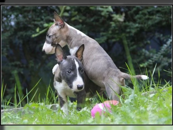 cuccioli di bull terrier miniature 7 | Foto 0