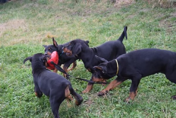 dobermann cuccioli disponibili 