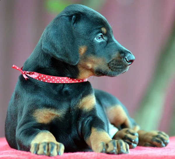 5 cuccioli di dobermann | Foto 3