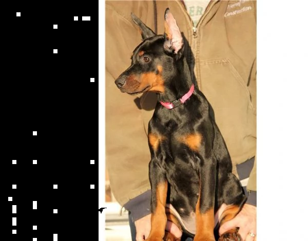 5 cuccioli di dobermann | Foto 1