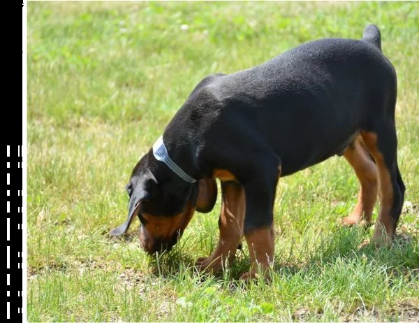 5 cuccioli di dobermann | Foto 0