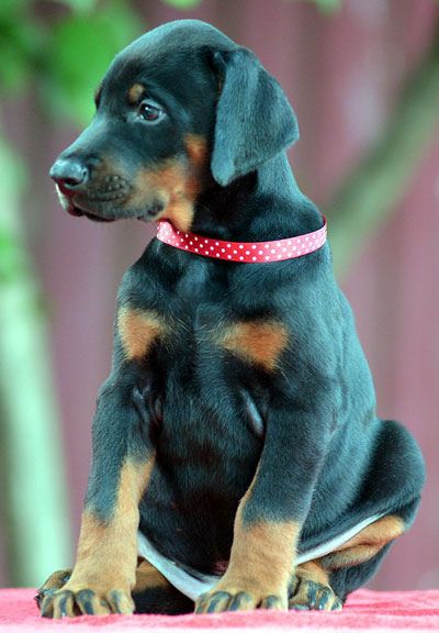 Dobermann Con Orecchie E Coda Tagliate In Vendita