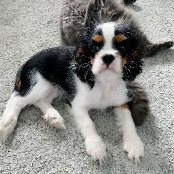 Vendita cucciolo Cavalier king da Privato