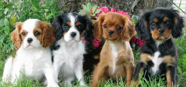 disponibili splendidi cuccioli di cavalier king charles spaniel | Foto 0