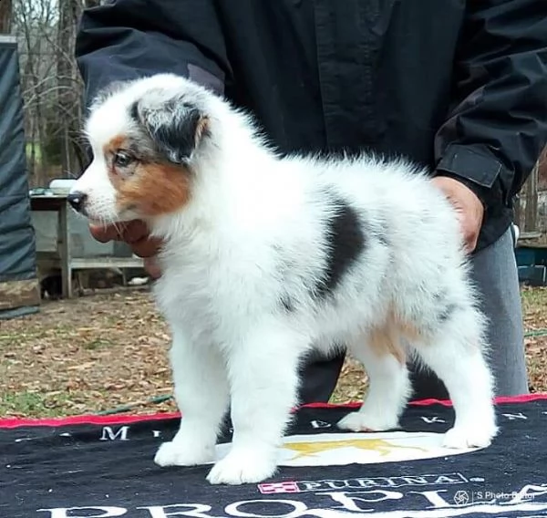 cuccioli di pastore australiano | Foto 2