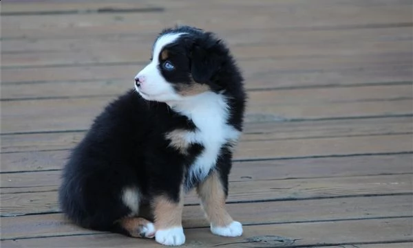 cuccioli di pastore australiano | Foto 0