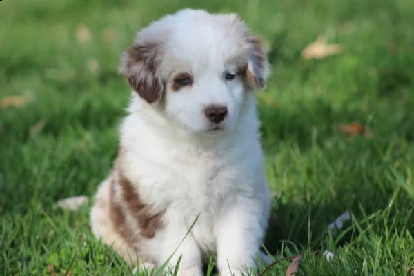 cuccioli di pastore australiano