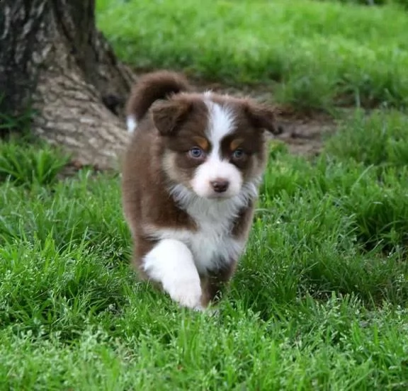 5 cuccioli pastore australiano | Foto 3