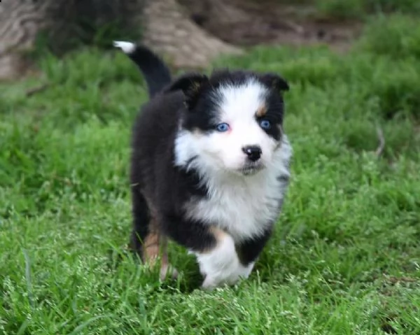 5 cuccioli pastore australiano | Foto 0