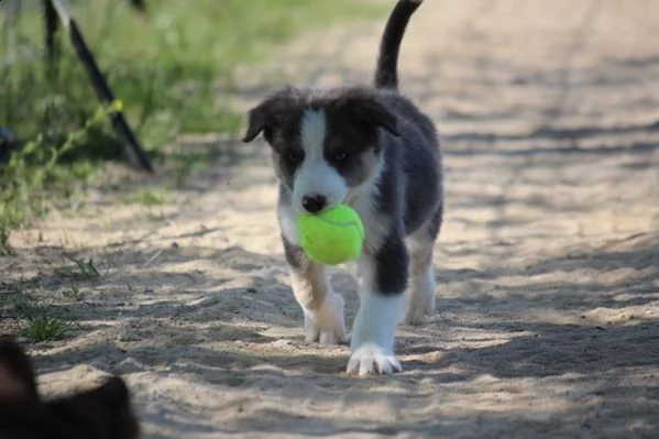 5 cuccioli pastore australiano