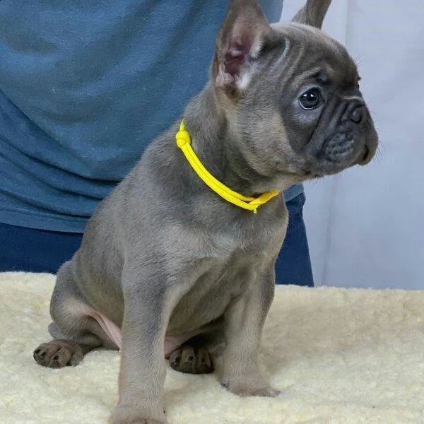 1 Coppia Di Pantofole Da Donna Con Bulldog Francese Ricamato - Foto 11