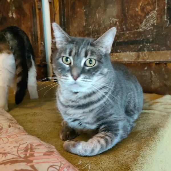bella, gattina incompresa!! | Foto 2