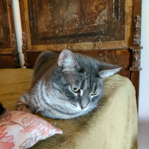 bella, gattina incompresa!! | Foto 1