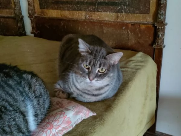 bella, gattina incompresa!! | Foto 0