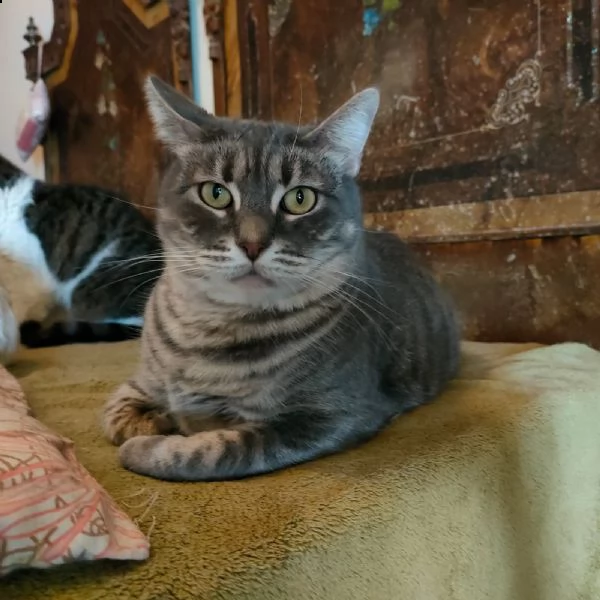 bella, gattina incompresa!!