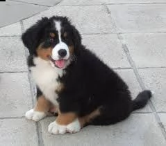 adorabili cuccioli di bovaro del bernese femminucce e maschietti disponibili per ladozione gratuita