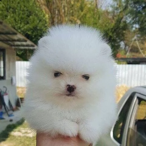 regalo  volpino pomerania mini toy 