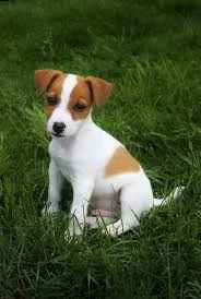 jack russell terrier