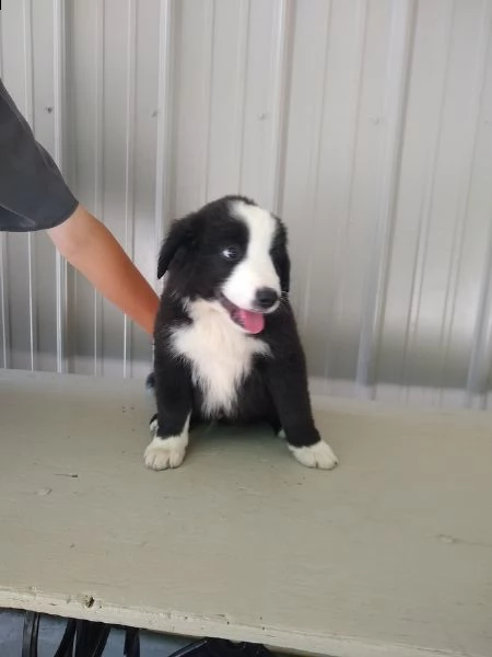  regalo cucciolo cucciolo di border collie tenerissimi intrigantissimi e buonissimi di 70 giorni sia