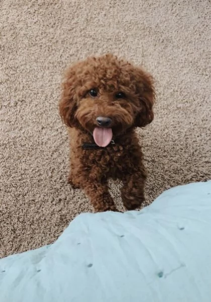 cerco cucciolo barboncino toy rossoalbicocca