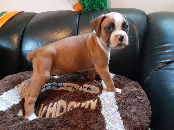 vendita cuccioli di boxer di alta genealogia 