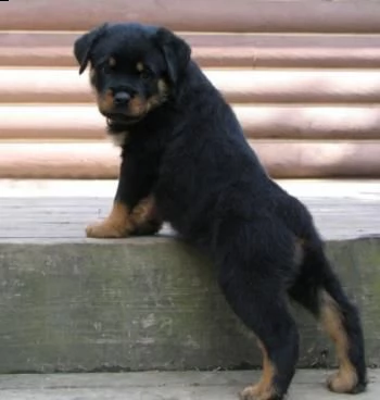 regalo cuccioli di rottweiler maschio e femmina