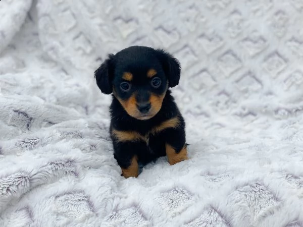 vendita cucciolo bassotti kaninchennano