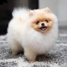  cucciolo di pomerania