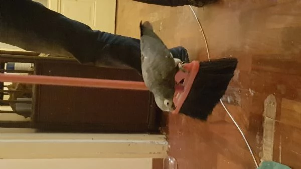 cerco pullo di cenerino pagando max 500€.