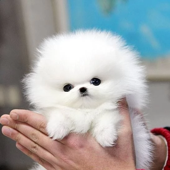  regalo  volpino pomerania mini toy 