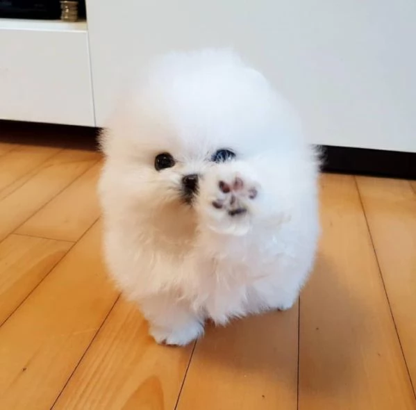 pomeranian bianco di razza