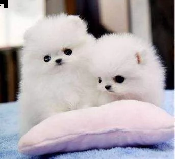 fantastici cuccioli di pomeranian teacup