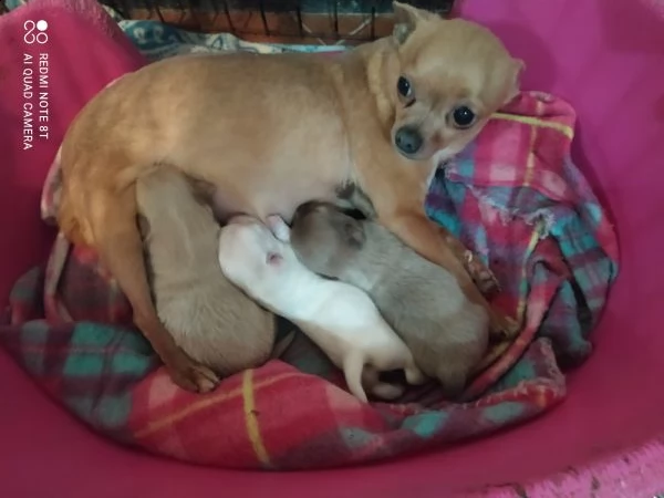 chihuahua cuccioli taglia piccola