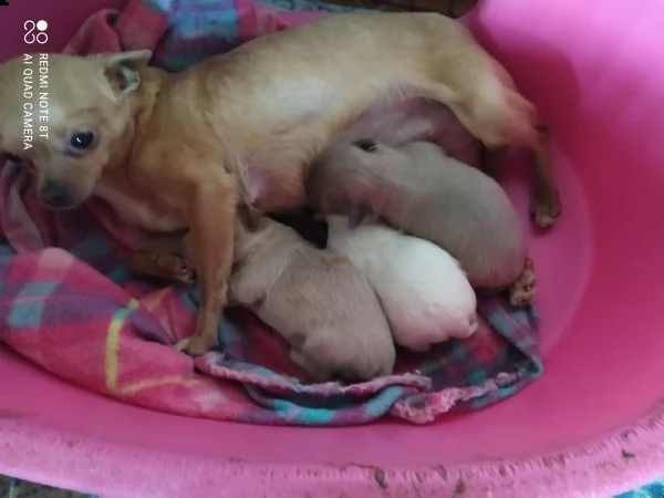 chihuahua cuccioli taglia piccola | Foto 0