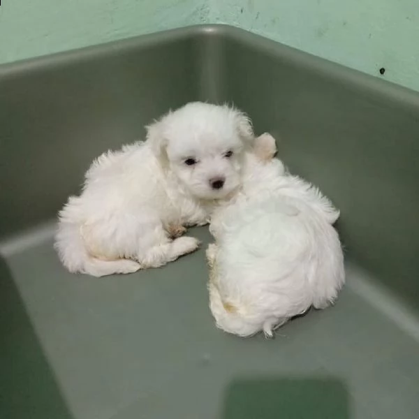 maltese  peso da adulto kg 3 circa  bianchi  | Foto 1