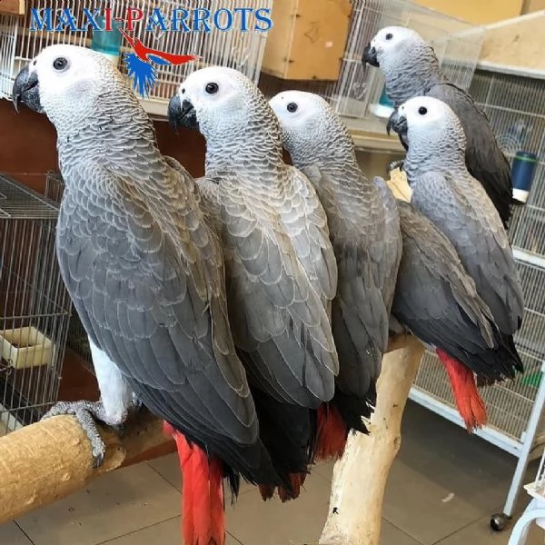 questi pappagalli grigi africani in vendita  | Foto 1