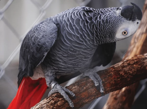 questi pappagalli grigi africani in vendita  | Foto 0