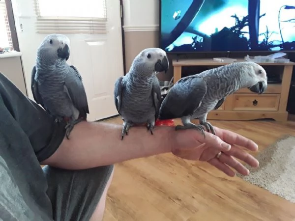 questi pappagalli grigi africani in vendita 