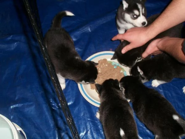 cuccioli di husky siberiano disponibili