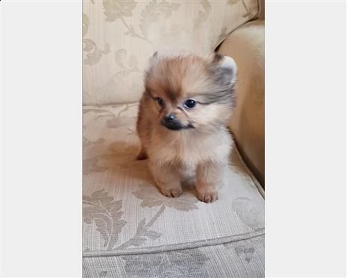 regalocuccioli di volpino pomerania per adozione | Foto 2