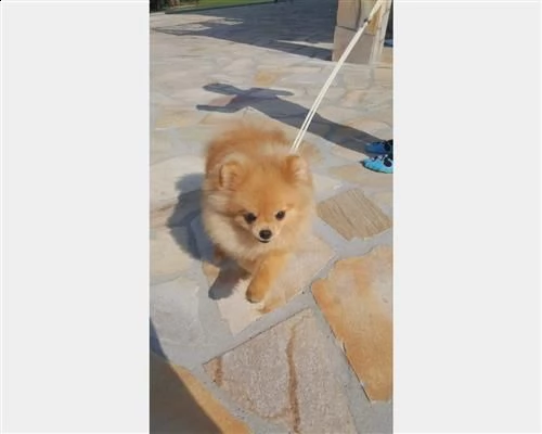 regalocuccioli di volpino pomerania per adozione | Foto 1
