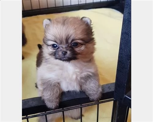regalocuccioli di volpino pomerania per adozione | Foto 0