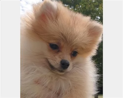 regalocuccioli di volpino pomerania per adozione