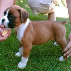 disponibile cuccioli di boxer macshio e femmina  con pedigree due vaccini sverminazione e control