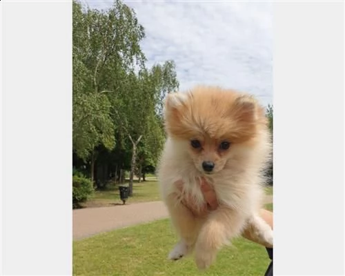 cuccioli di volpinopomerania per adozione | Foto 3