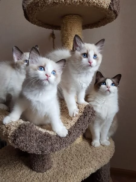 meravigliosi cuccioli ragdoll | Foto 1