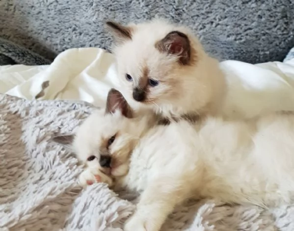 meravigliosi cuccioli ragdoll | Foto 0