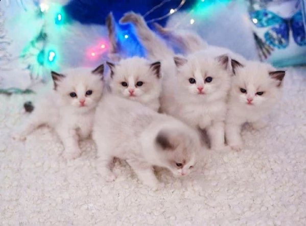  disponibili dolcissimi cuccioli ragdoll